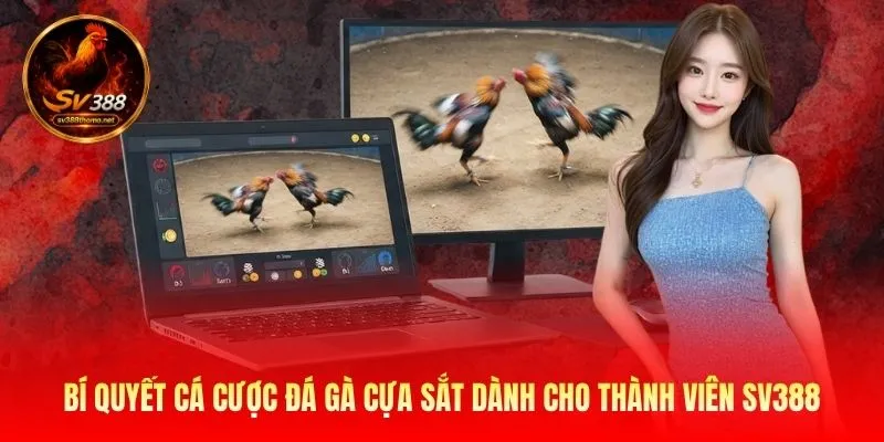 Bí quyết cá cược đá gà cựa sắt dành cho thành viên SV388