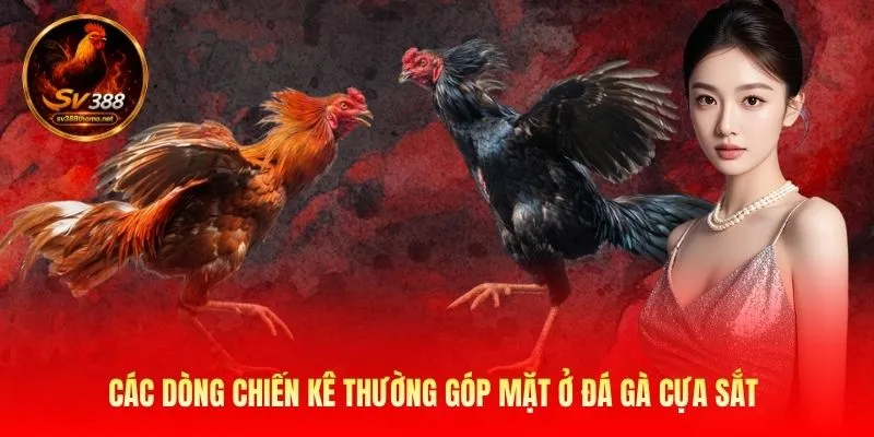 Các dòng chiến kê thường góp mặt ở đá gà cựa sắt 