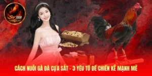 Cách Nuôi Gà Đá Cựa Sắt