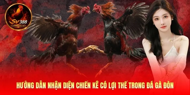Đá Gà Đòn Độc - Cách Chiến Kê Tung Chiêu Hạ Gục Đối Thủ 3 Có thể dựa vào nhiều đặc điểm để dự đoán gà có đòn độc