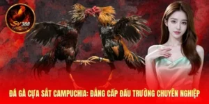 Đá Gà Cựa Sắt Campuchia