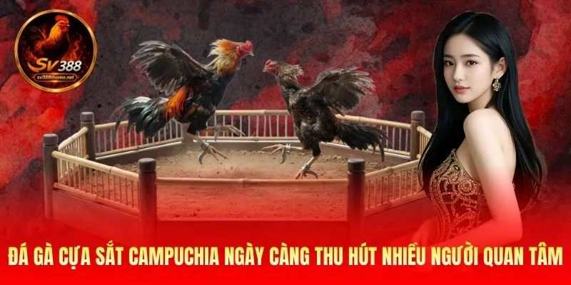 Đá gà cựa sắt Campuchia ngày càng thu hút nhiều người quan tâm
