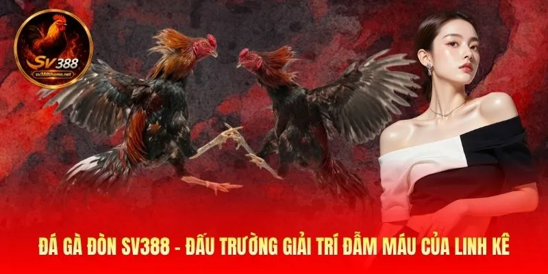 Đá Gà Đòn SV388 - Đấu Trường Giải Trí Đẫm Máu Của Linh 1 đá gà đòn