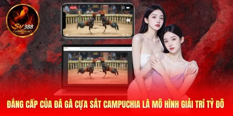 Đẳng cấp của đá gà cựa sắt Campuchia là mô hình giải trí tỷ đô