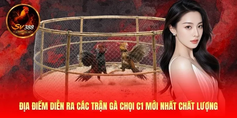 Địa điểm diễn ra các trận gà chọi C1 mới nhất chất lượng
