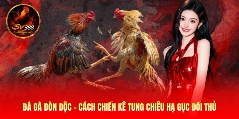Đá Gà Đòn Độc - Cách Chiến Kê Tung Chiêu Hạ Gục Đối Thủ 1 Đá gà đòn độc