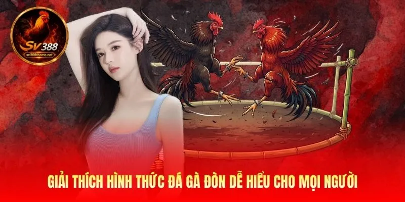 Đá Gà Đòn SV388 - Đấu Trường Giải Trí Đẫm Máu Của Linh 2 Giải thích hình thức đá gà đòn dễ hiểu cho mọi người