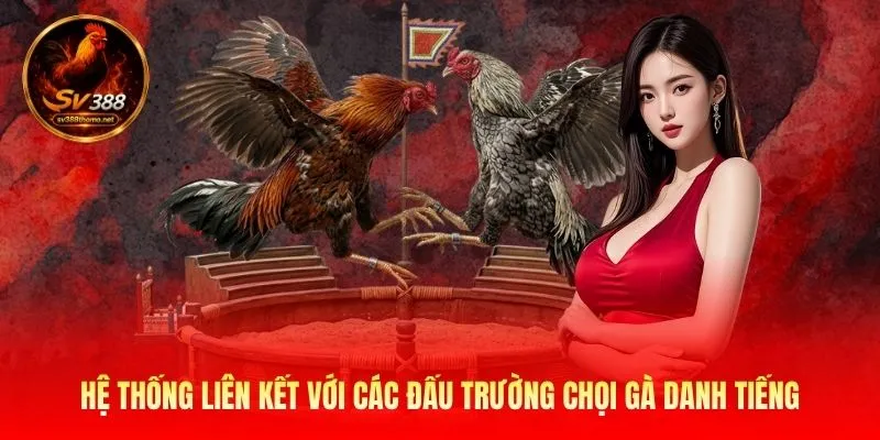Hệ thống liên kết với các đấu trường chọi gà danh tiếng 