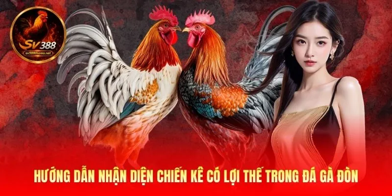 Đá Gà Đòn SV388 - Đấu Trường Giải Trí Đẫm Máu Của Linh 3 Hướng dẫn nhận diện chiến kê có lợi thế trong đá gà đòn