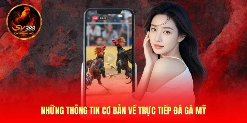 Những thông tin cơ bản về trực tiếp đá gà Mỹ