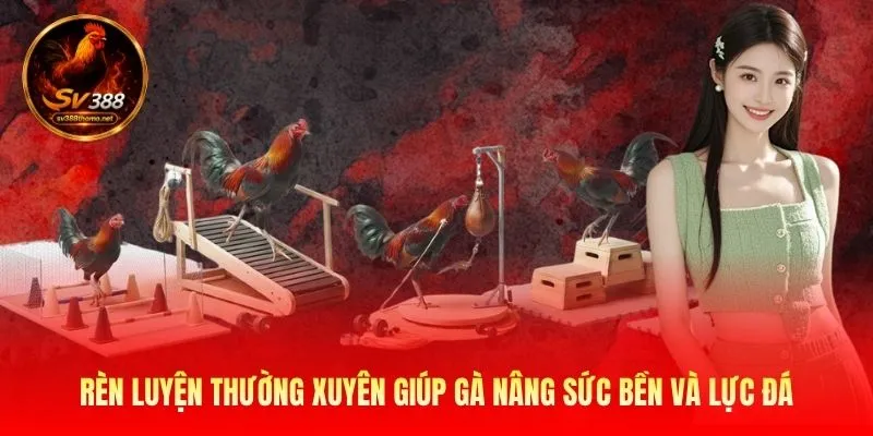 Rèn luyện thường xuyên giúp gà nâng sức bền và lực đá
