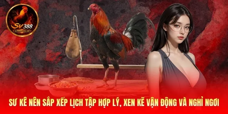 Sư kê nên sắp xếp lịch tập hợp lý, xen kẽ vận động và nghỉ ngơi