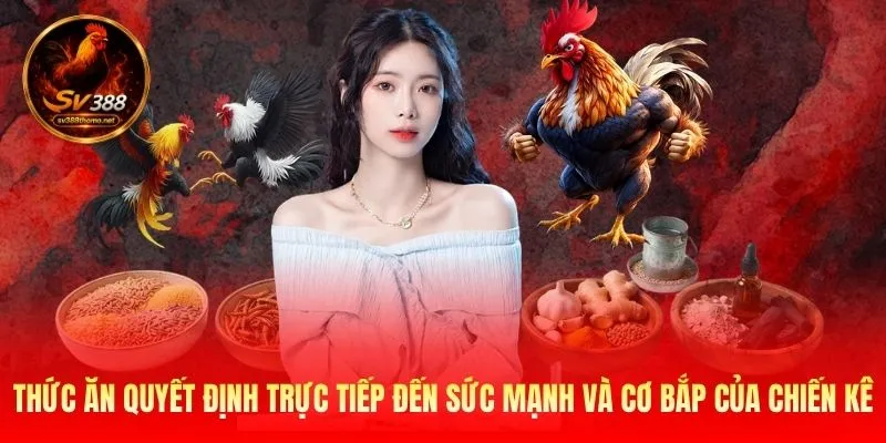Thức ăn quyết định trực tiếp đến sức mạnh và cơ bắp của chiến kê